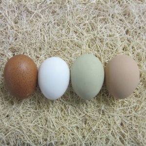 Fertile Hatching Eggs